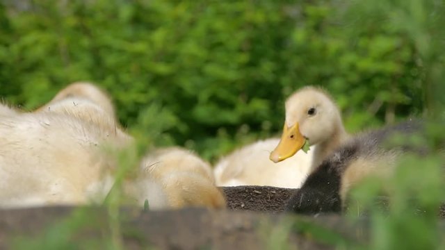 Ducklings walking through the grass drinking water, play eating grass sunny day basking in the sun quacking bright juicy green grass nature pets interesting bird duck geese chickens