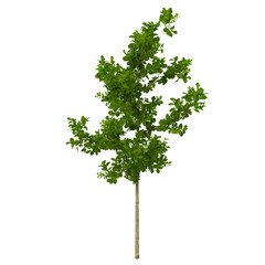 Oak Tree Isolated on White 3D Illustration