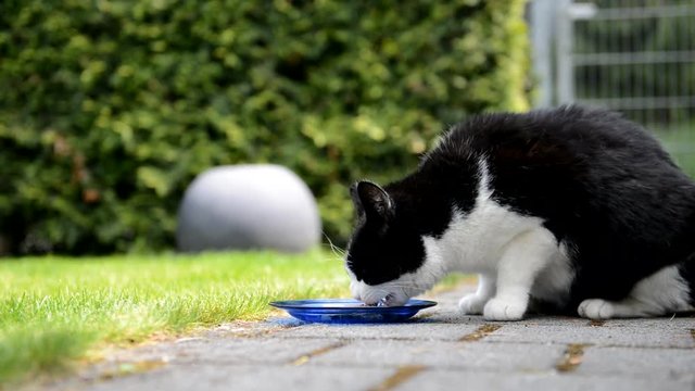 Katze frisst