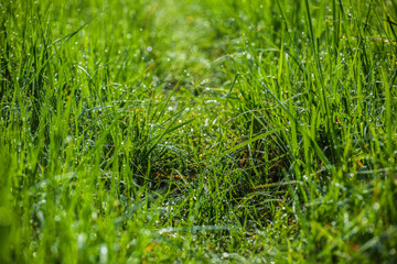 Green grass. Dew drops close-up on fresh green spring grass. The