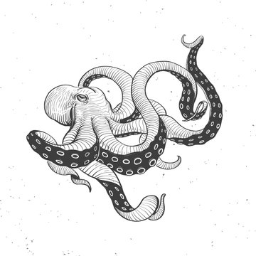 octopus vintage on white