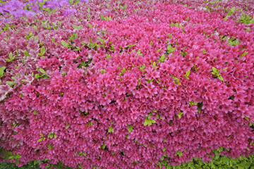 Azalea blossoms in garden