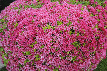 Pink azaleas flowers hedge in spring