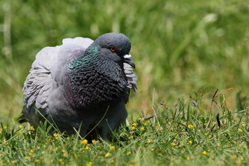 pigeon on green grass background