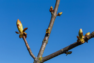 Buds on a tree at the spring time