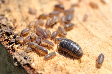 Young and adult milipedes.