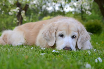 portrait of beautiful golden retriever