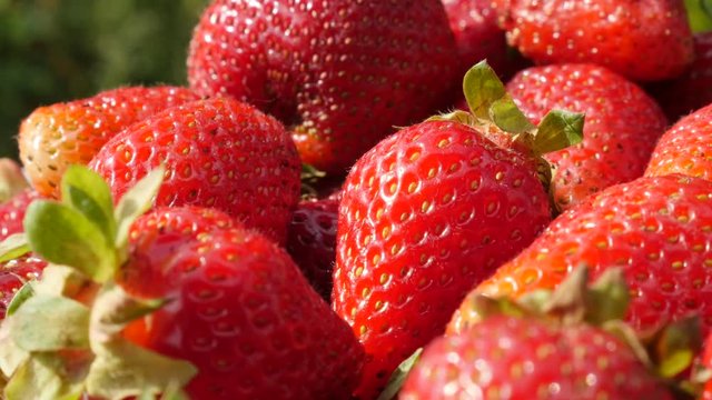 Juicy Fragaria ananassa pile slow tilt 4K 2160p 30fps UltraHD video - Sweet red organic garden strawberries with green petiole penducles 4K 3840X2160 UHD tilting footage 