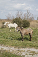 Horses in National Park of Camargue, Provence