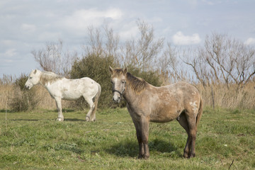 Naklejka na ściany i meble Horses in National Park of Camargue, Provence