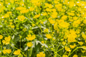 Ranunculus acris L..