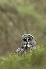 Great Grey Owl