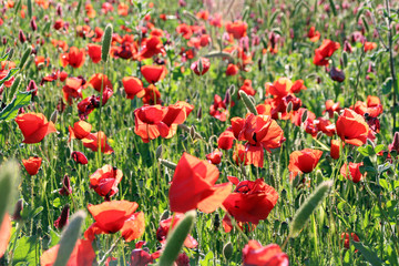 Obraz premium papaveri2