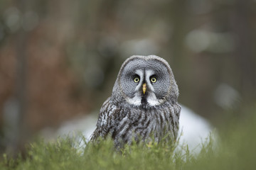 Great Grey Owl