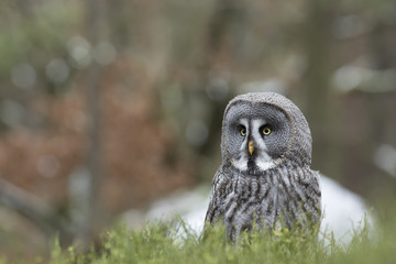 Great Grey Owl