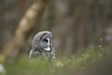 Great Grey Owl