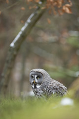 Great Grey Owl