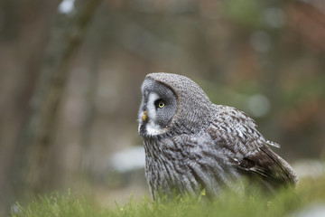 Great Grey Owl