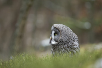 Great Grey Owl