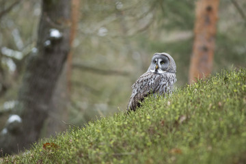 Great Grey Owl