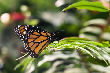 Schmetterling sitzt auf einem Blatt