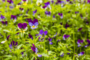 Viola tricolor (Johnny Jump up).