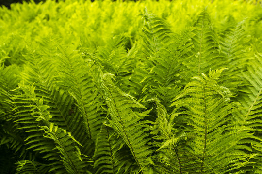 Matteuccia struthiopteris (L.) Todaro.