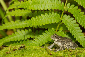 Gray Treefrog