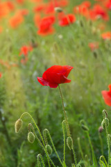 Naklejka premium red poppies on a wheat field