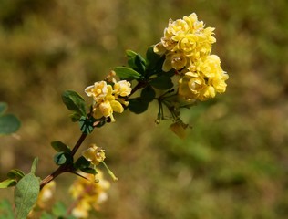 yellow flowers of berberis thunbergii