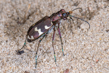Dünen-Sandlaufkäfer (Cicindela hybrida) in einer sandigen Heidelandschaft