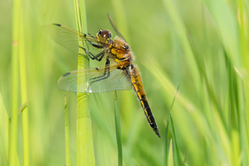 Vierfleck Libelle (Libellula quadrimaculata)