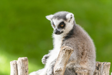 A portrait of ring-tailed lemur (catta). Madagascar. 