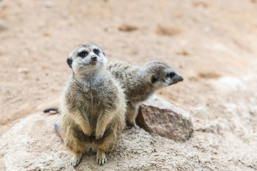 Pretty alert South African meerkat  standing on guard (Suricate)