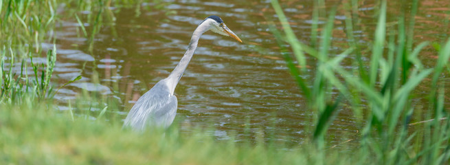 Graureiher (Ardea cinerea) steht im Teich auf der Lauer
