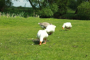 Белые гуси на зеленом лугу