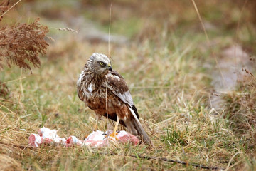 marsh harrier in grass