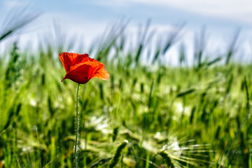 red poppy in the wheat field