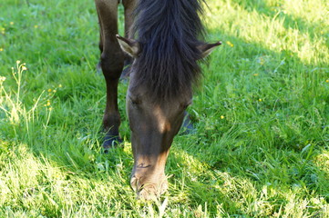 Koń na pastwisku © klumb