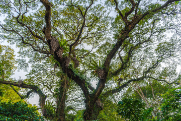 Sprawling tree crown on a sky background. Sprawling branches covered with moss and plants. Tree...