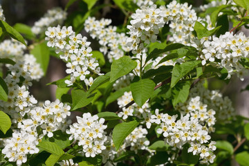 bird cherry bush blooming with white flowers closeup