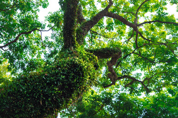 Tree overgrown with moss. Photos from the bottom of the barrel. Big crone of old tree. Overgrown tree form bottom background. Unusual, strange old tree