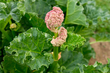 The rhubarb are in blossom (flower head). Shallow depth-of-field.