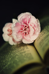 Carnation and Book