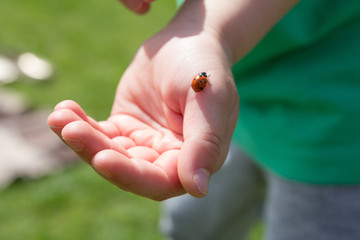 ladybug on a palm of the child