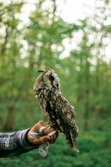 Long Eared owl standing on the human hands