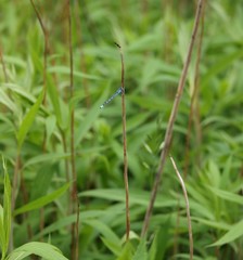 Libelle ( Fluginsekt )