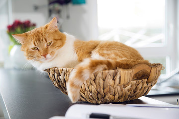Cute cat with orange fur sitting in a round woven straw basket indoors on kitchen worktop