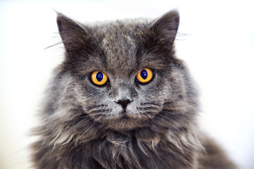 Cute long-haired grey cat with startling orange colored eyes looking directly at the camera