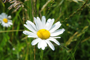 Fototapeta premium FIORE DI CAMOMILLA
